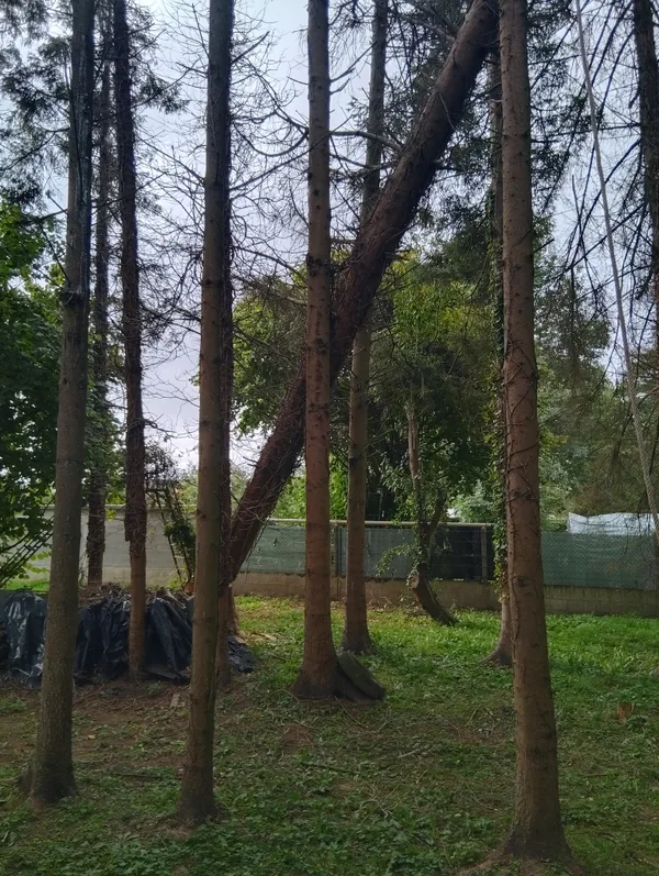 Arbre encroué · retenu par son voisin — Déjà tombé, simplement retenu. Ce cas se dégage au treuil, jamais directement à la tronçonneuse.