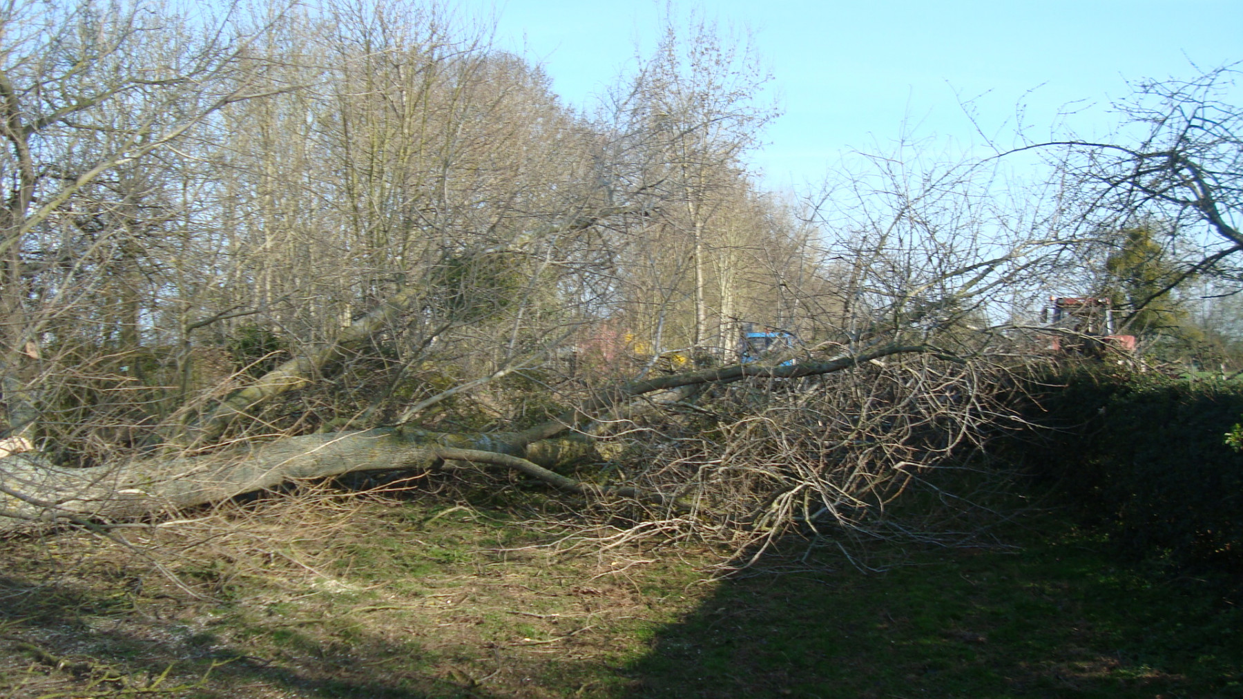 Abattement d'arbre dans la Somme